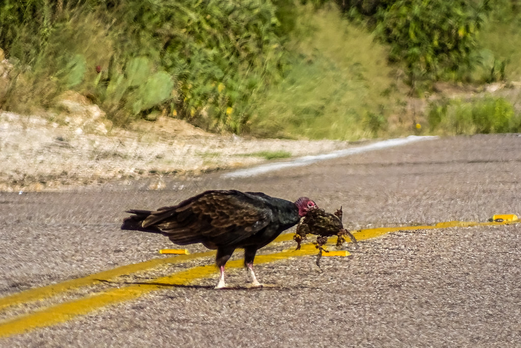 [265/366] turkey vulture with his road kill Marianne Leis Flickr