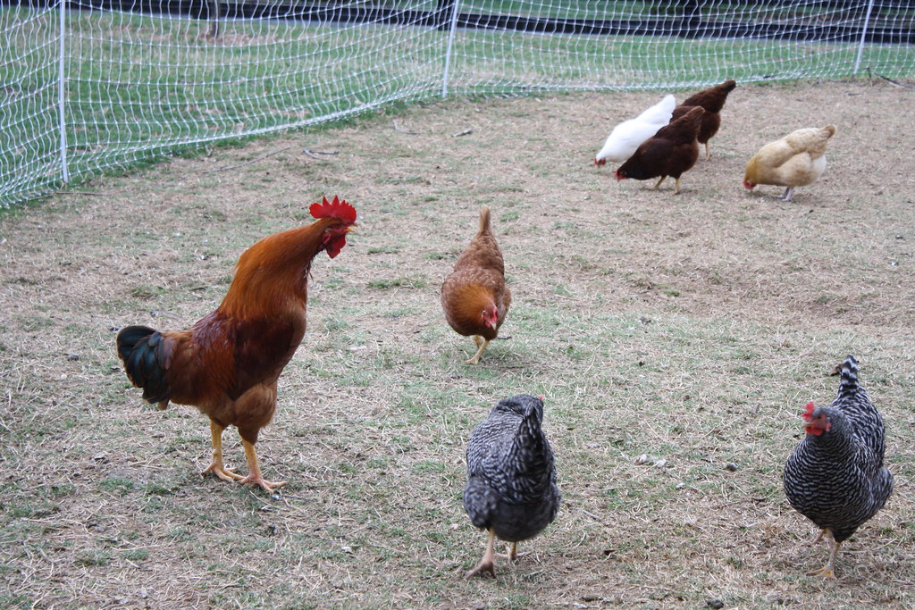 IMG_7532 The rooster caught midcrow Red Row Farm Flickr