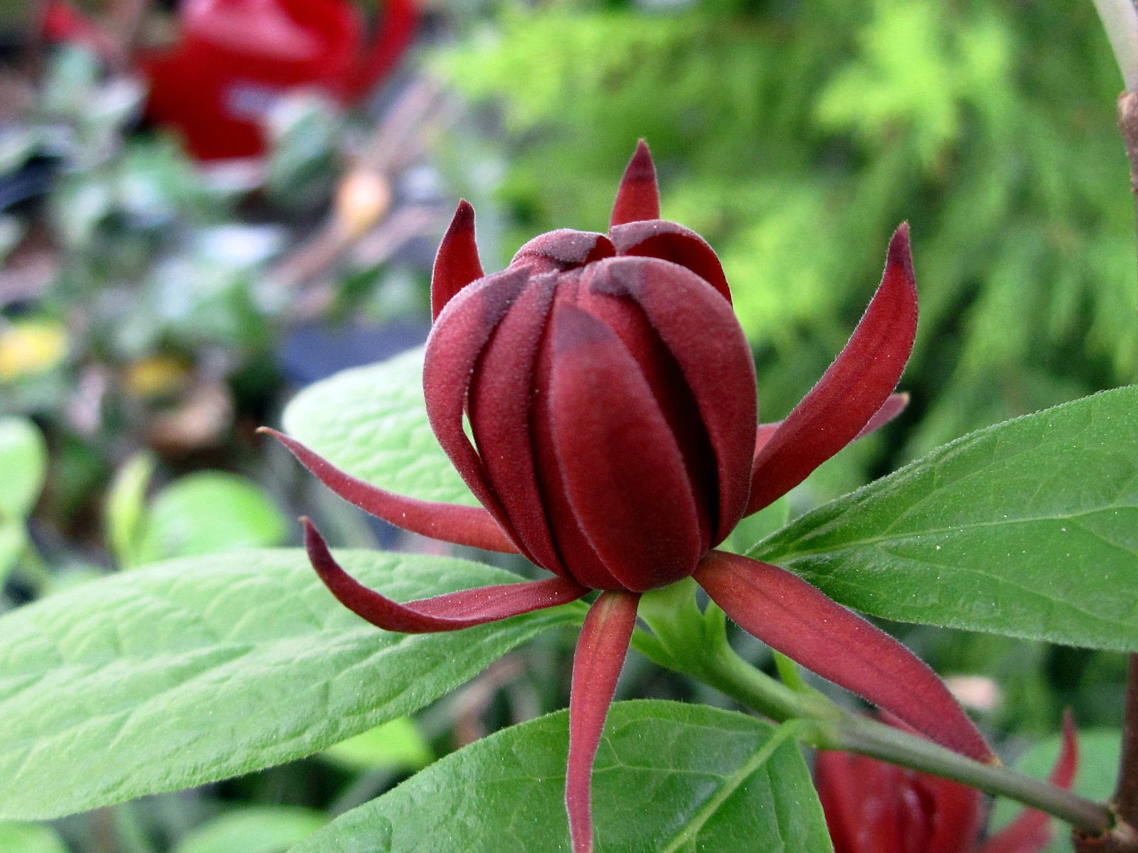 carolina allspice Flickr