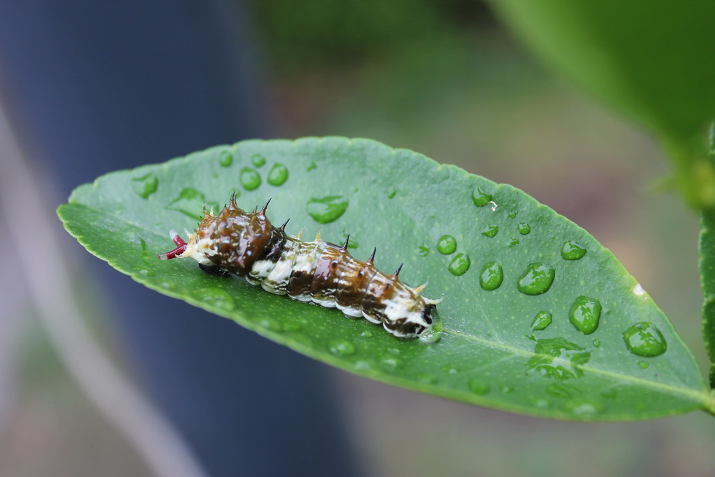 Bird Poop Caterpillar