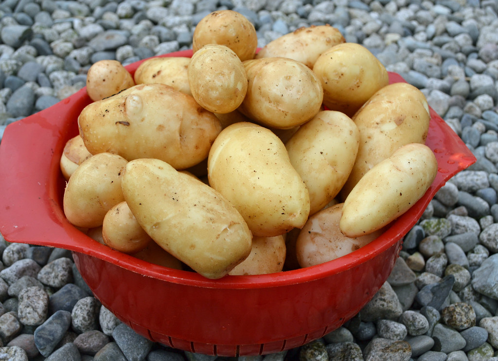 first potatoes 2011 The first potatoes of the year. These … Flickr