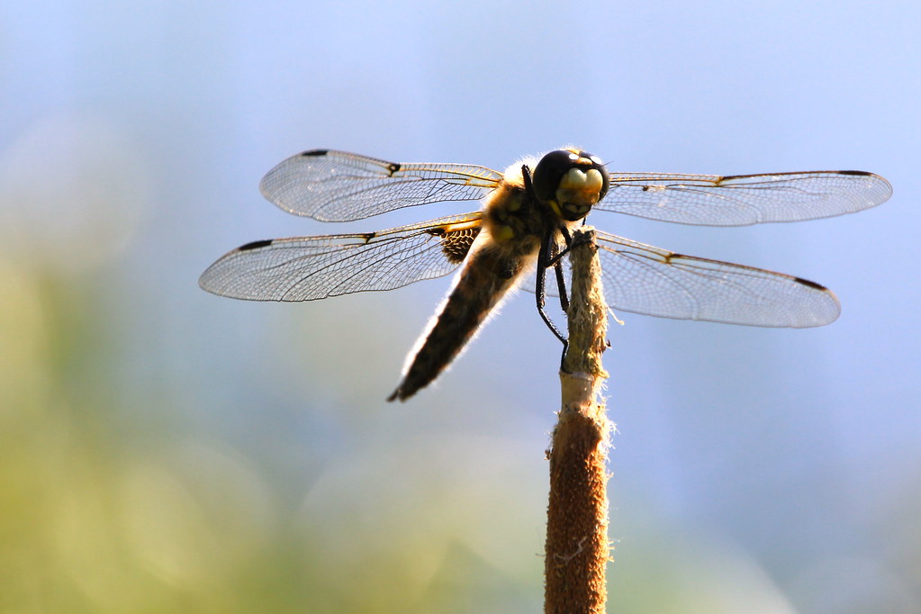 Alaska's official state insect The fourspot skimmer drago… Flickr