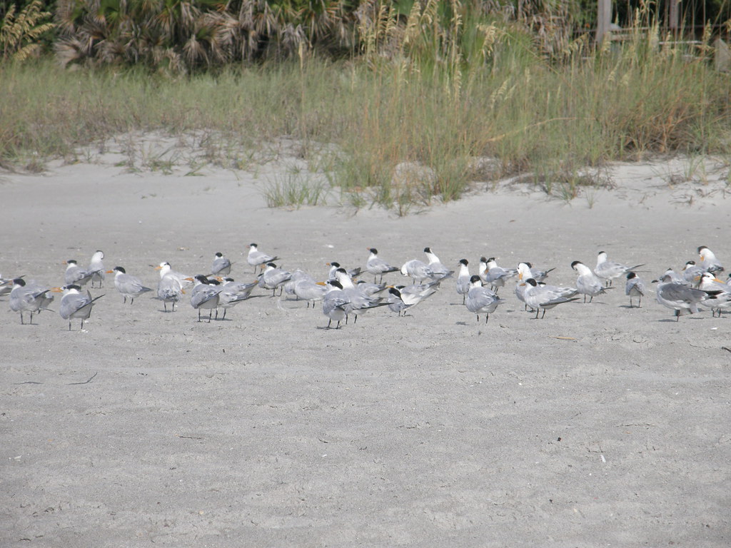 Florida Vacation 2011 Cocoa Beach, June 2011 Flickr