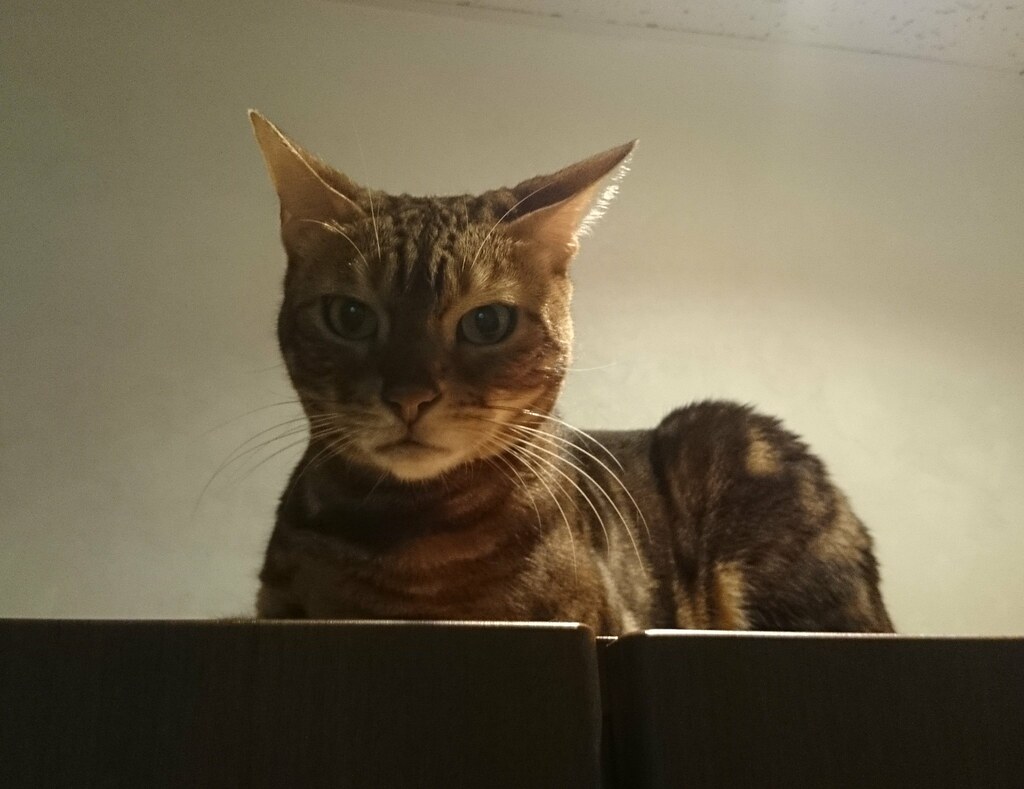 Bengal Cat Calico Cat Cafe, Tokyo Littlelixie Flickr