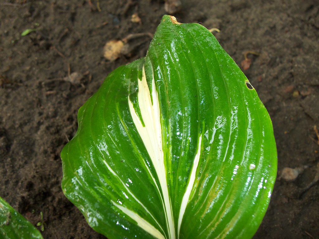 Hosta; The white spot looks like flower to me ) By the wa… Flickr