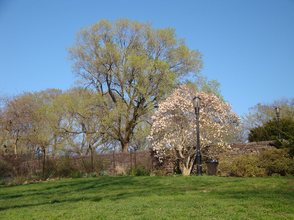 NYC Trees blooming in Fort Tryon Shannon McGee Flickr