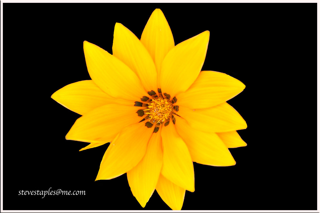 Flowers in my garden Stephen Staples Flickr