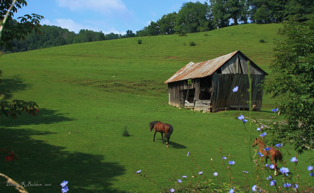 Roan Mountain Morning 179/365 An old barn I have wanted to… Flickr