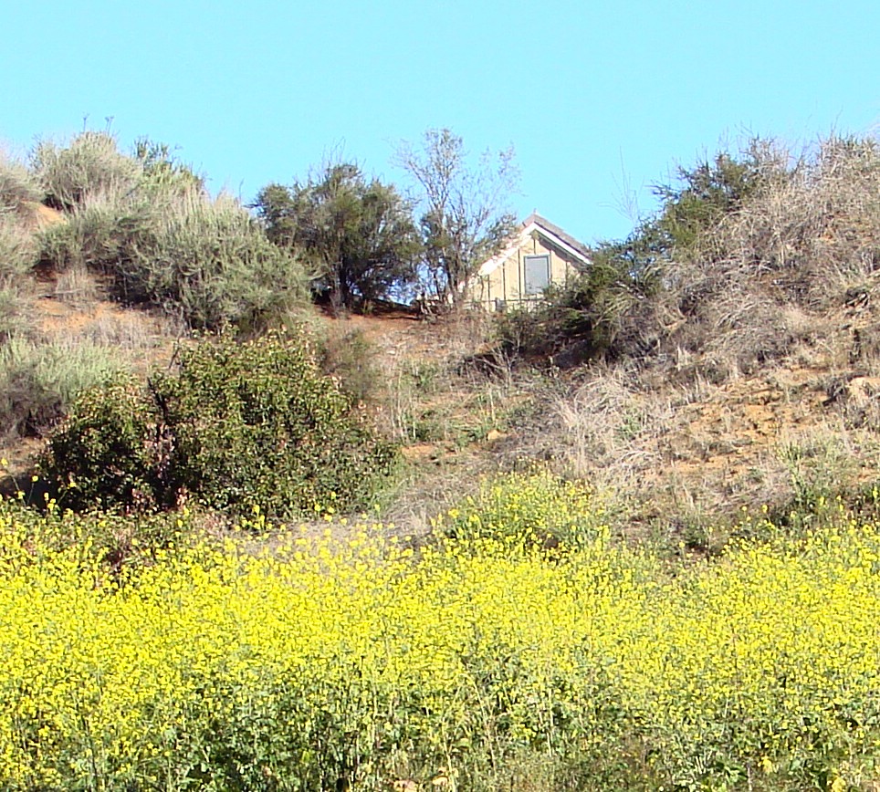 Oakmont Park, Wild Flowers, Redlands, CA 42012 (1 in a mu… Flickr