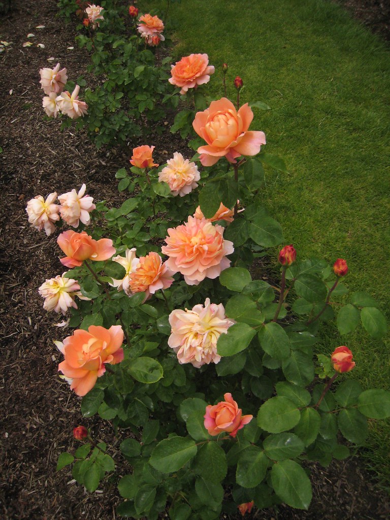 English rose 'Carding Mill' fuzzyjay Flickr