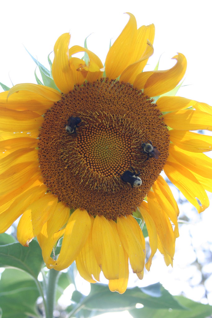 Party at the Dart House GJ Charlet III Flickr