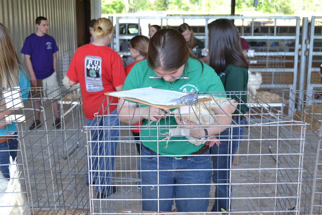 2012 Poultry Judging_24 4H Flickr