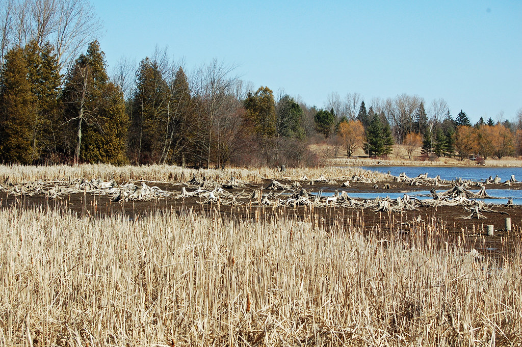 Laurel Creek Reservoir in spring. Grand River Conservation Authority