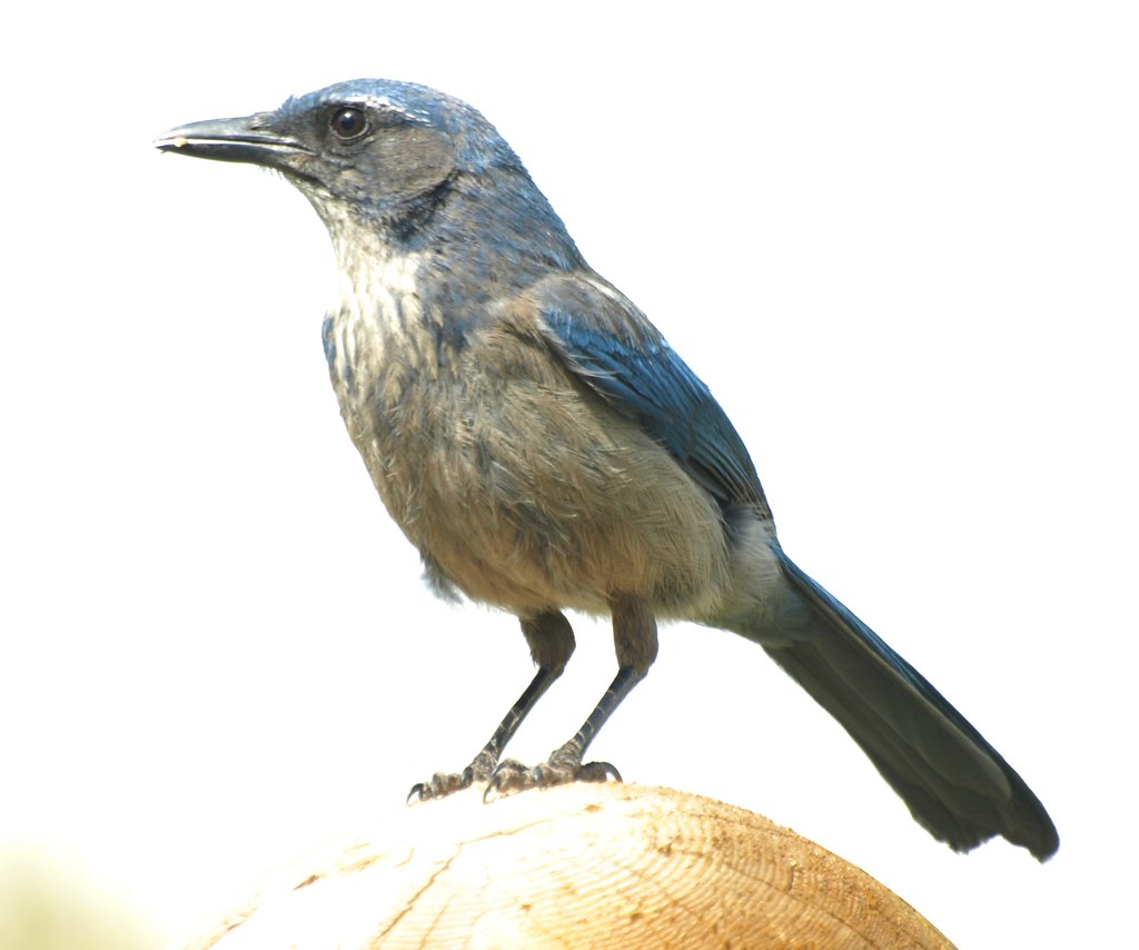 Woodhouse's Jay Photo taken by Sherman Wing, on May 23 at … Flickr