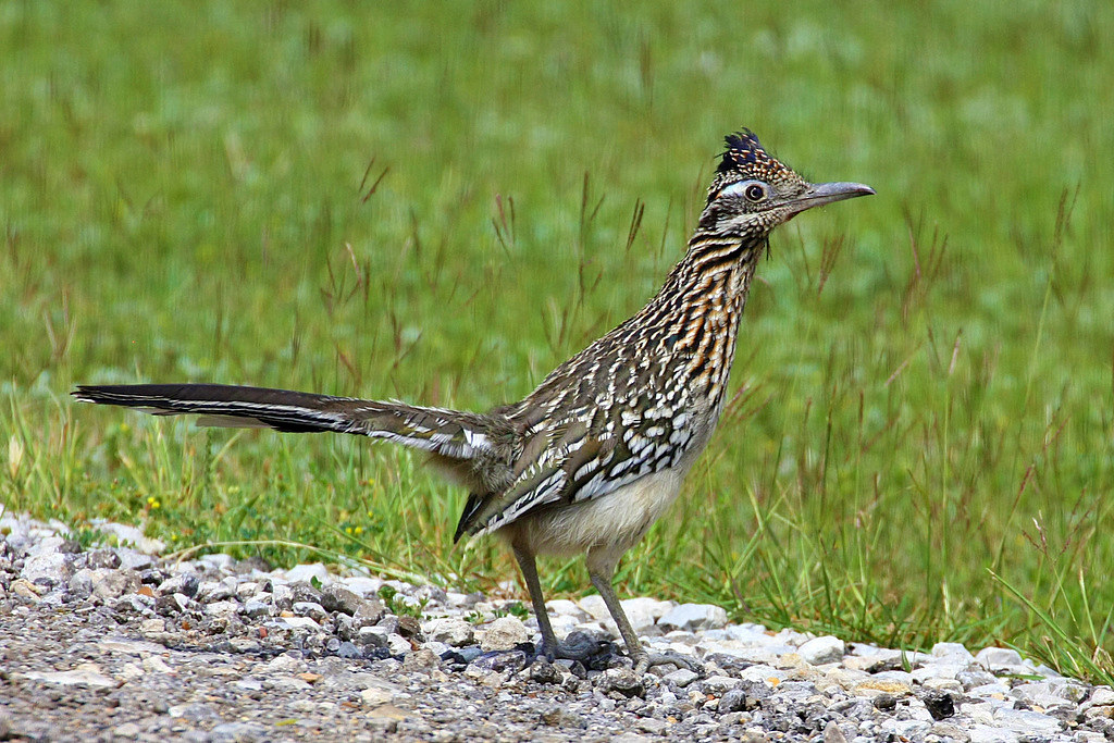 Roadrunner A Greater Roadrunner on White Chapel Road in So… Flickr