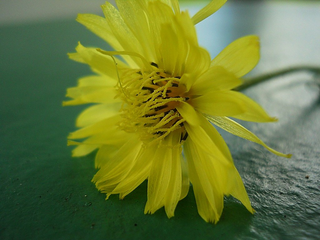 Benched From my set "Best Weed Flower Micros" www.flickr.… Flickr