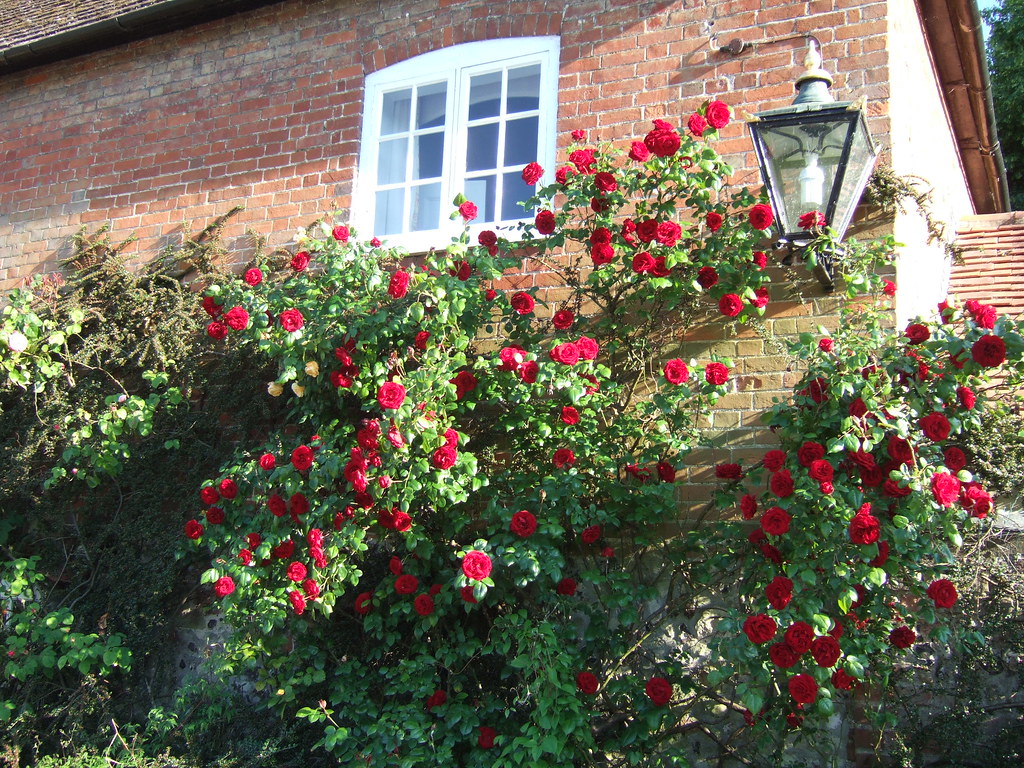 roses in Salisbury The Close in June cuthbert25 Flickr