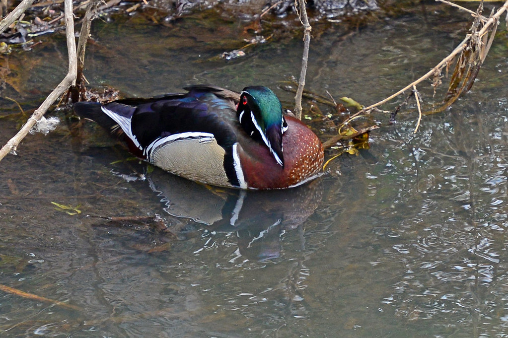 Hide and Seek I surprised this sleeping Wood Duck today, a… Flickr