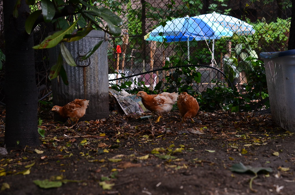 chickens grow in brooklyn eva101 Flickr