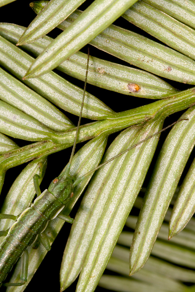 California stick insect (Timema poppensis) Juvenile T. pop… Flickr