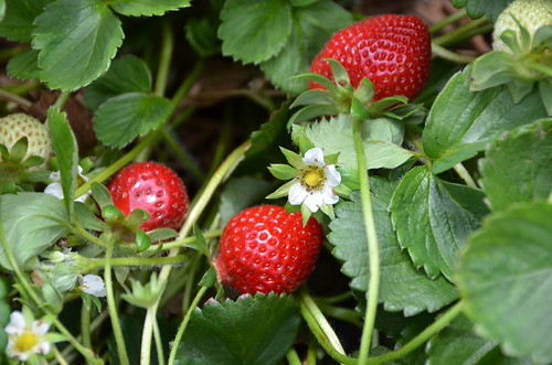Carlsbad Strawberry Co. Fresh picked strawberries from the… Flickr