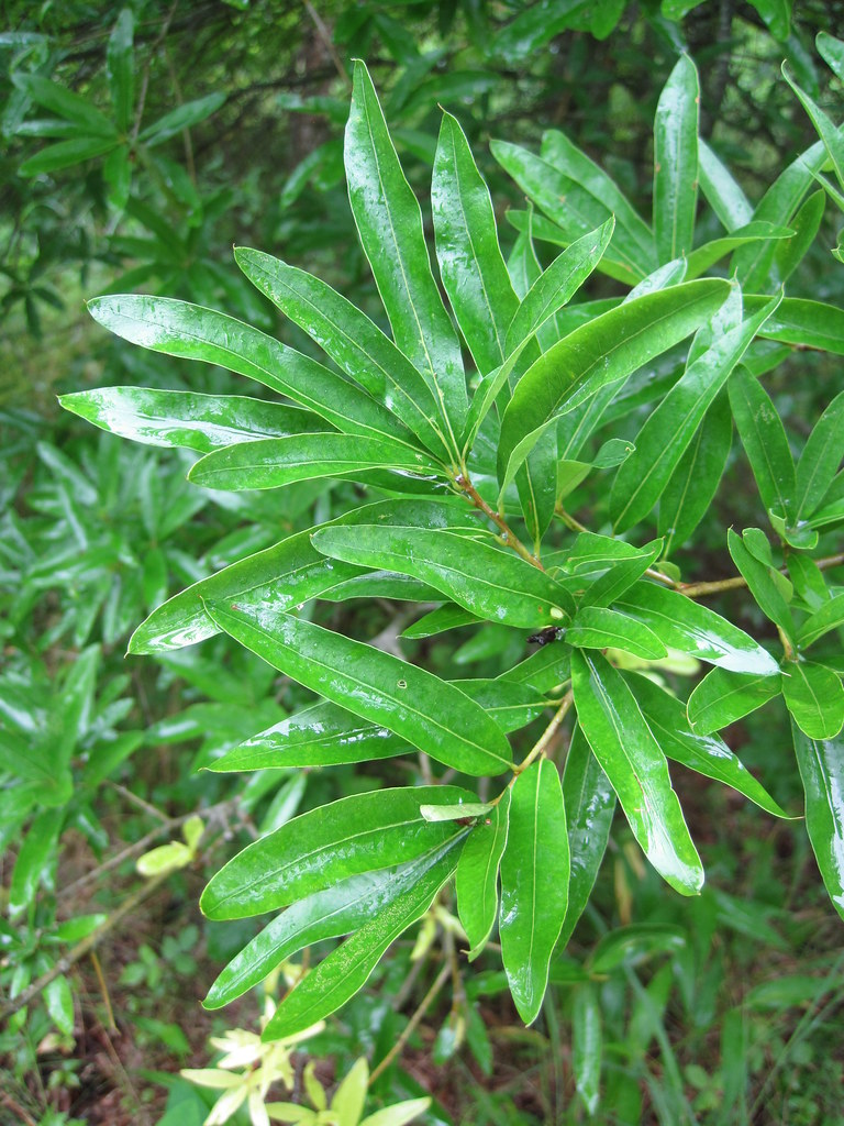 Willow oak Quercus phellos; Patuxent Research Refuge, Laur… Flickr