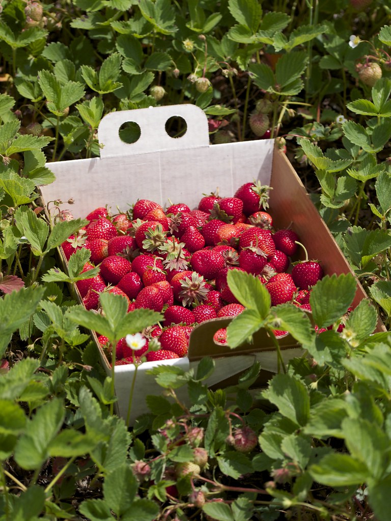 Strawberry Fields Austin Kirk Flickr