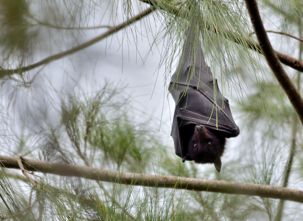 black flyingfox (Pteropus alecto) hanging out during the … Flickr