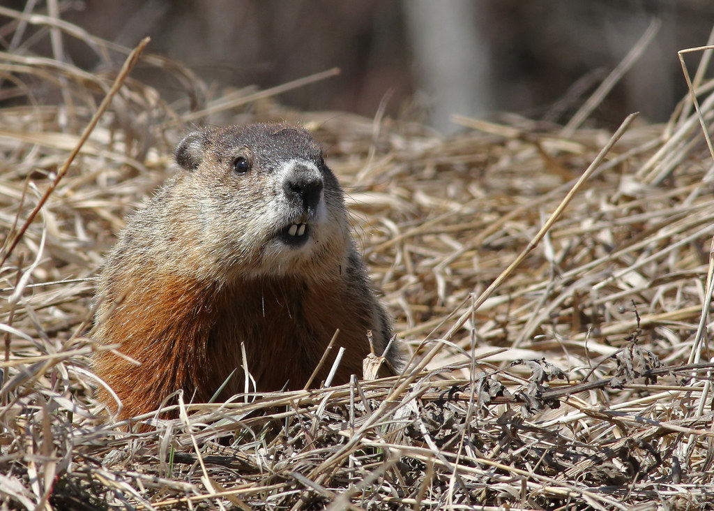 Woodchuck...2 May 2013 This Woodchuck was one of a few th… Flickr
