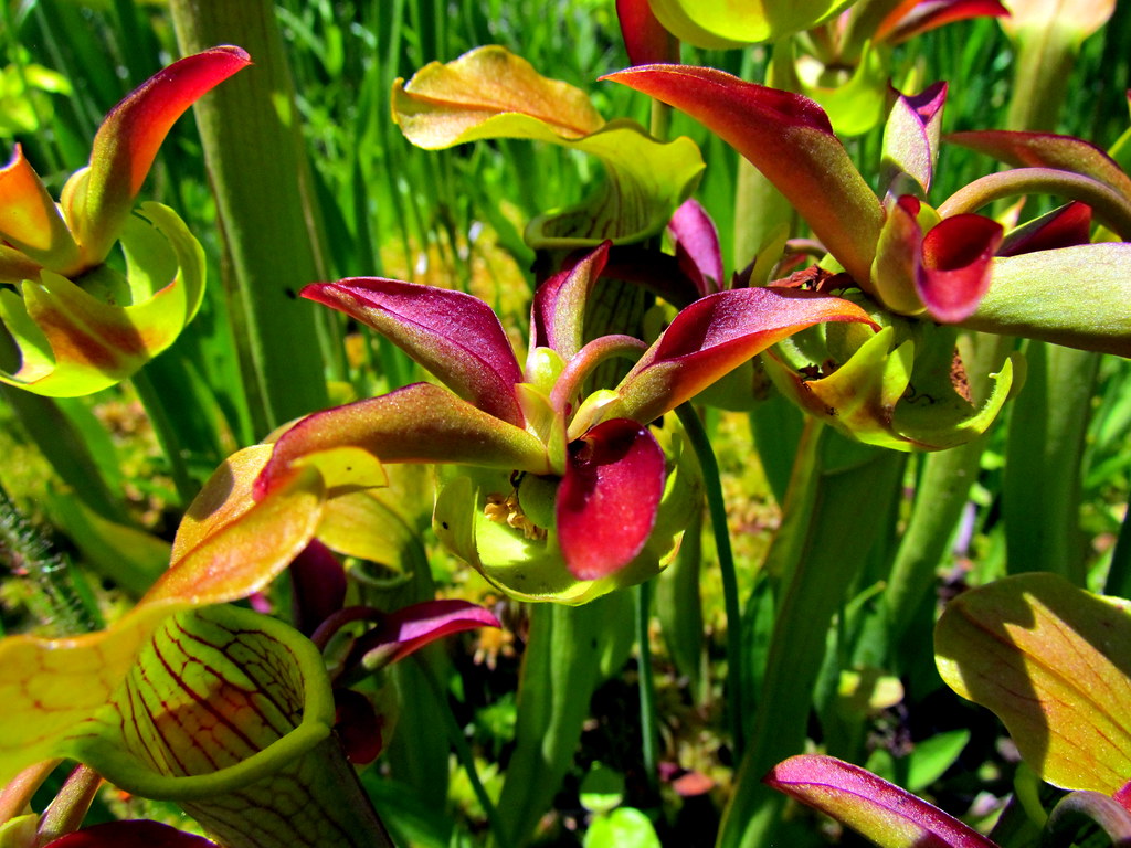 Pitcher Plants Botanical Gardens Chapel Hill NC 6738 Flickr
