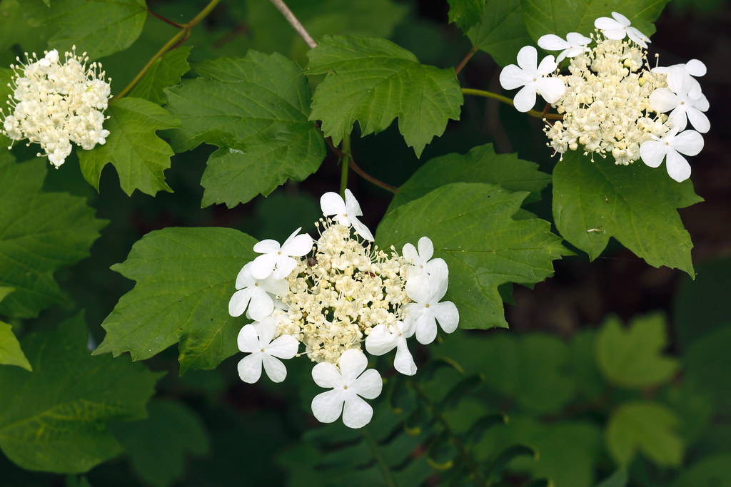 Viburnum opulus var. americanum (highbush cranberry) Flickr