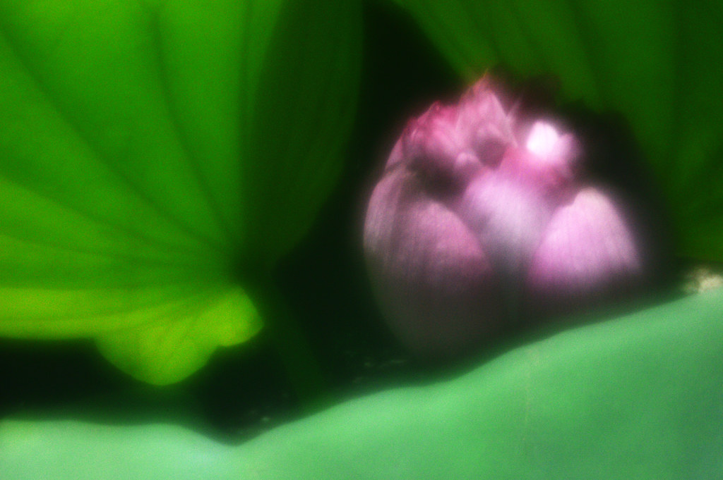 Lotus Flower Zone Sieve Nikon DSLR Camera Nikon D3200 L… Flickr