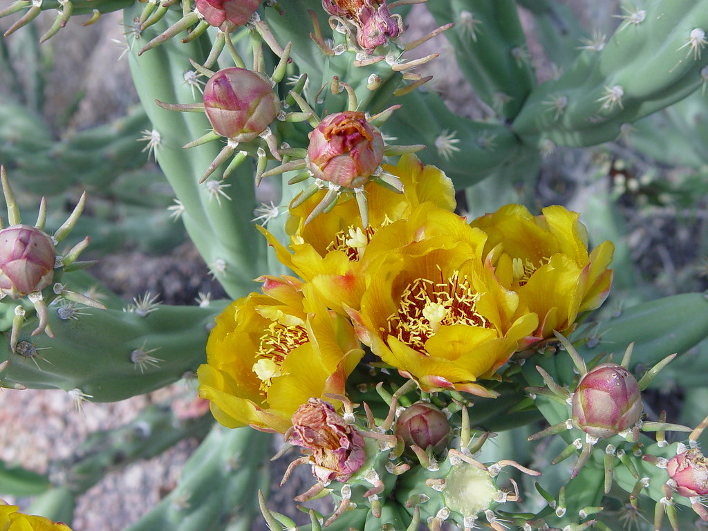YellowCactus3 Desert flowers taken near Phoenix, AZ Julius