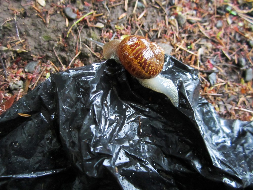 trash monster Snails eat my plants but are still so pretty… Vanessa