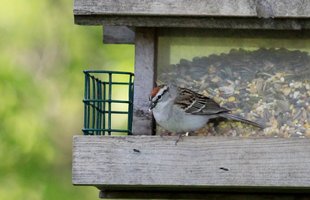 Chipping Sparrow (Spizella passerina), Zephyr, Ontario, Ca… Flickr