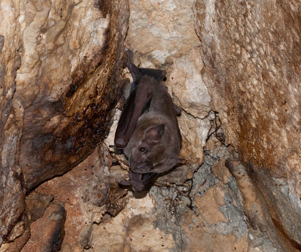 Jamaican Fruit Bat Jamaican Fruit Bat Artibeus jamaicens… Flickr
