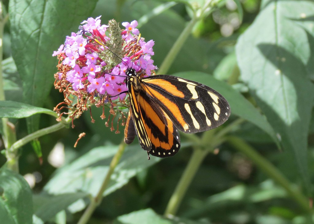 Chicago Botanic Garden Butterfly House, Volume III Flickr