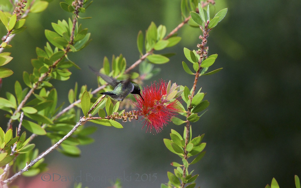 Blackchinned Hummingbird on bottlebrush blossom DSC06298