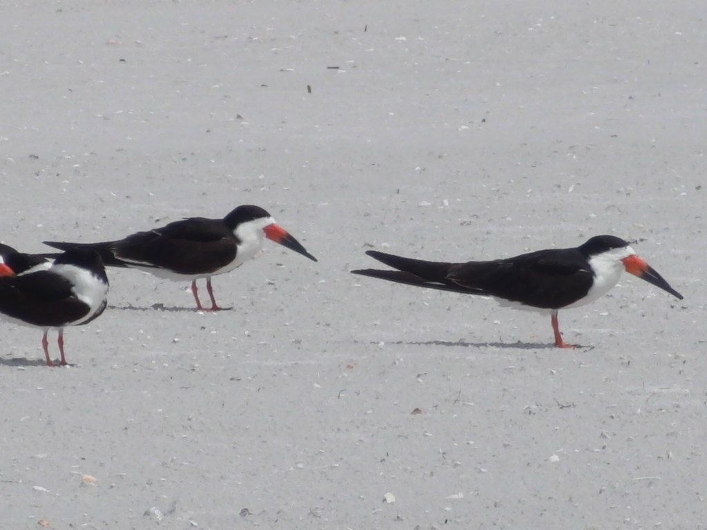Milligan birds in Florida 013 Mary Flickr