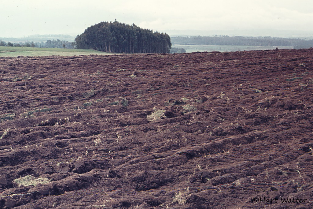 Kenya Highlands Fertile Soil, 1973 Hartmut Walter Flickr