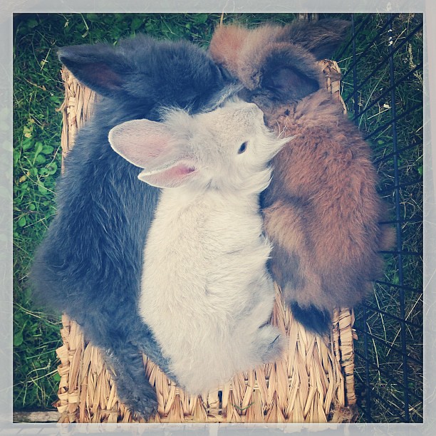 Baby bunnies enjoying the sun bunnies britishsummer ins… Flickr