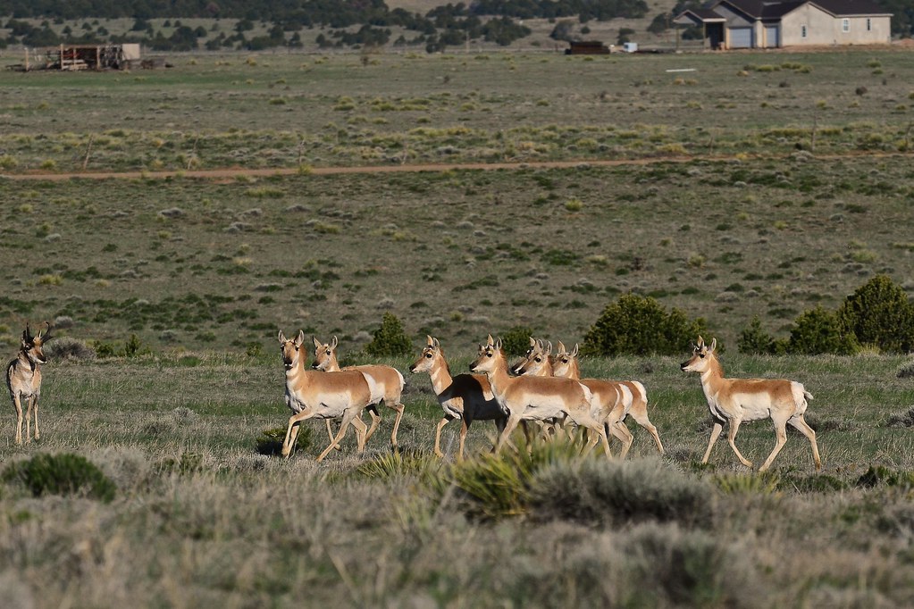 Antelope, aka Pronghorn Near La Veta, Colorado Flickr