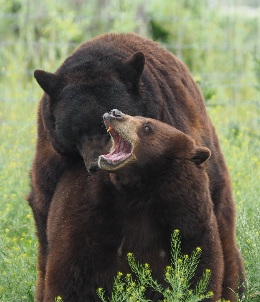 black bears mating2016_06_12_130653_P6120474 Brian Eagar Nature