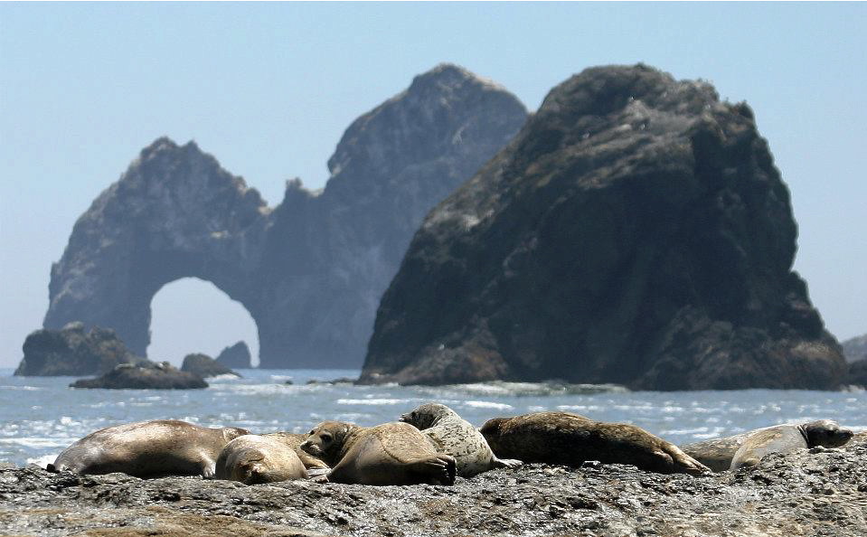 harbor seals at Mack Arch Oregon Coast National Wildlife R… Flickr