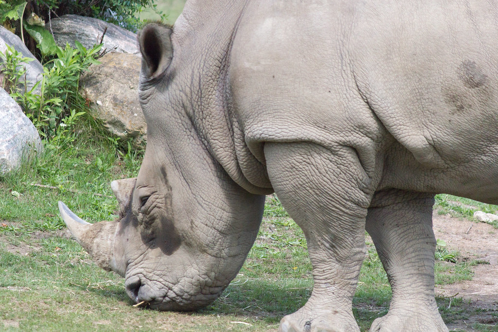 White Rhinoceros Scientific Name Ceratotherium simum