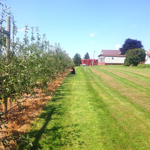 Orchard at Martin's Fruit Farm Isabelle Boucher Flickr