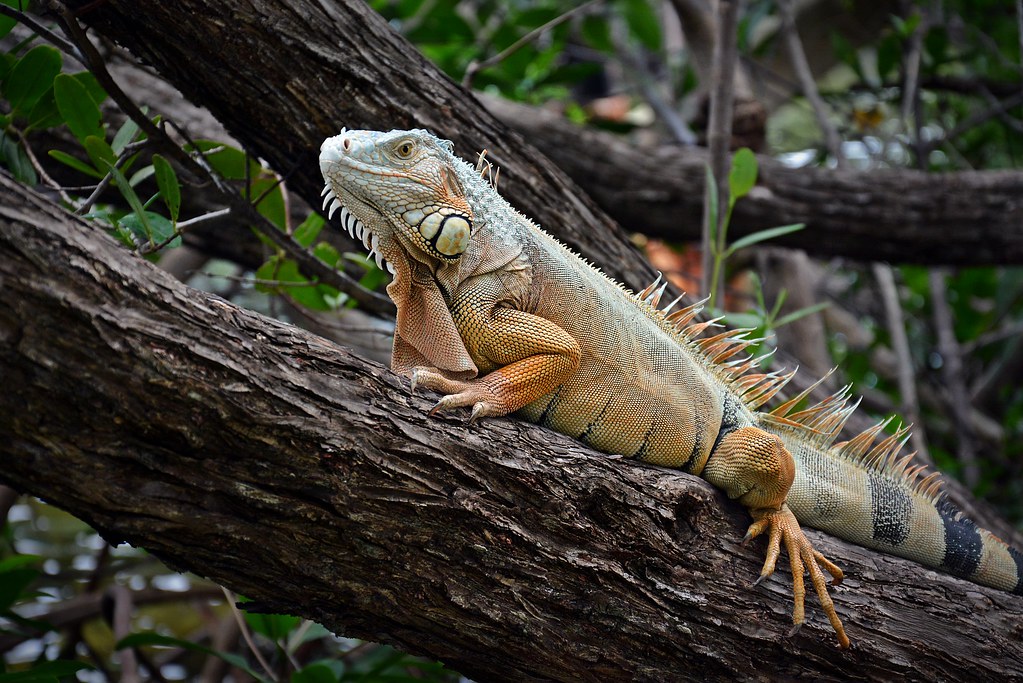 Iguana in Florida Keys Iguanas, originally imported as