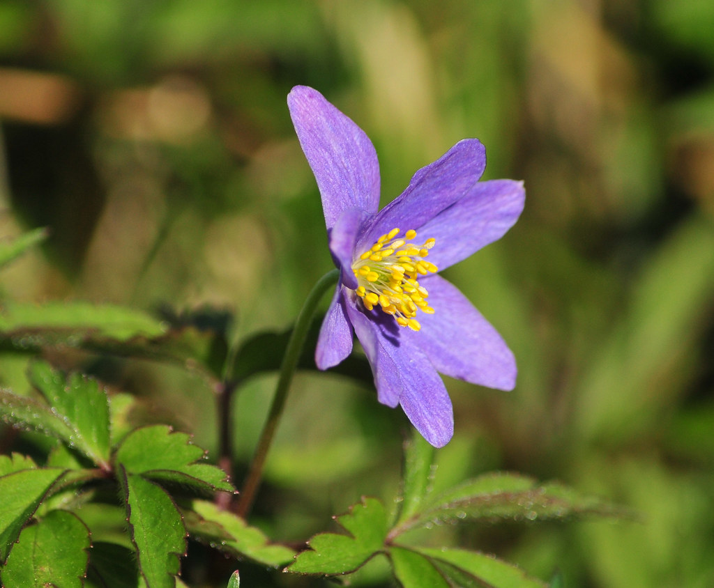 Wood anemone (Anemone nemorosa) Jericho, Vancouver David Wong Flickr