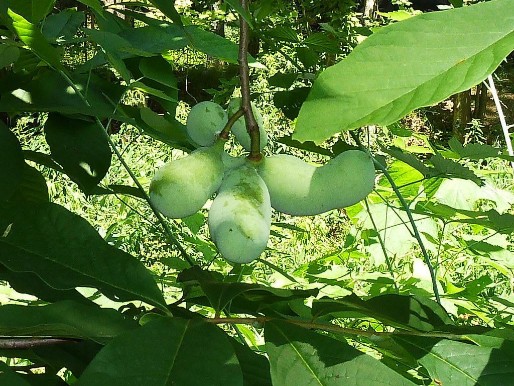 Paw Paw. Photo by Catherine Bukowski. Unripe Paw Paw fruit… Flickr
