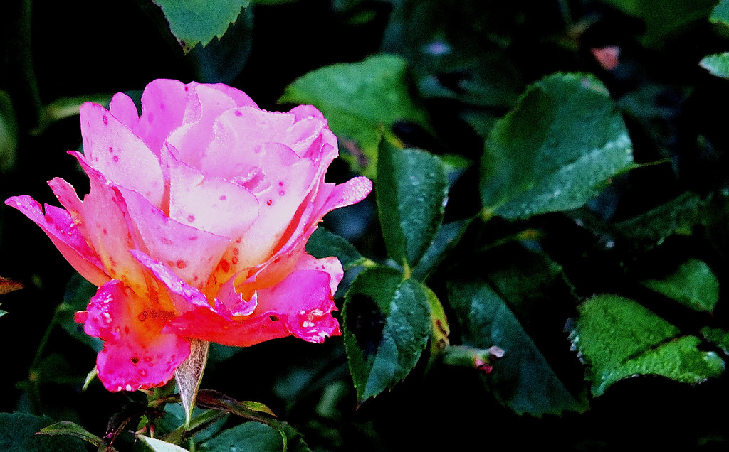 rose is a rose is a rose is a rose Gertrude Stein Bim Bom Flickr